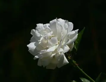 �������˽ڰ��Ļ���ͼƬ �����һ�������ػ�����