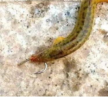 ��ȷ�������������㹳ͼ ׼��Ǧͷ����������