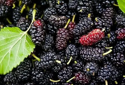 ɣ�صĹ�Ч�����ü����� ɣ�ز����ʺ������˳�