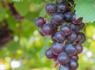 �����Ѹ��Ĺ�Ч������ ������ֹʹ�ٽ��Ϲ�����