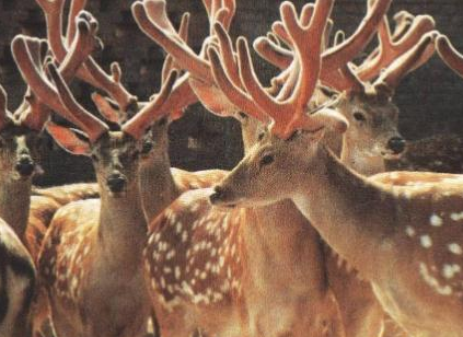 ¹��Ԣ���������ˮ ¹�ڼ��İڷżɻ�