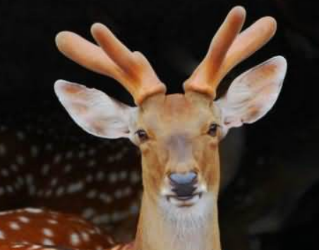 ¹��Ԣ���������ˮ ¹�ڼ��İڷżɻ�