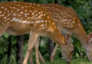 ¹��Ԣ���������ˮ ¹�ڼ��İڷżɻ�