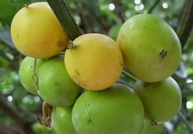 �ٻƹ���ʲô �ٻƹ������������