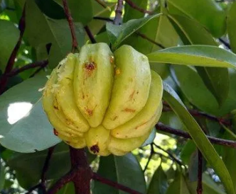 �ٻƹ���ʲô �ٻƹ������������