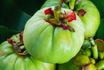 藤黄果是什么 藤黄果的作用与禁忌