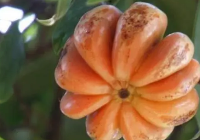 �ٻƹ���ʲô �ٻƹ������������