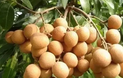 ������Ĺ�Ч������ ��������ˮ�ȵĹ�Ч