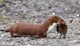 �����ǽ�������ʲôԤ�� �����ǽ���˵������ܸ�ԣ