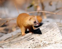 �����ǽ�������ʲôԤ�� �����ǽ���˵������ܸ�ԣ