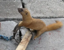 �����ǽ�������ʲôԤ�� �����ǽ���˵������ܸ�ԣ