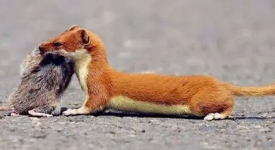 �����ǽ�������ʲôԤ�� �����ǽ���˵������ܸ�ԣ