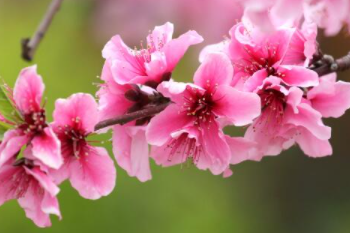 桃花有哪些含义1,美好的爱情桃花的寓意最为人熟知的就是代表爱情