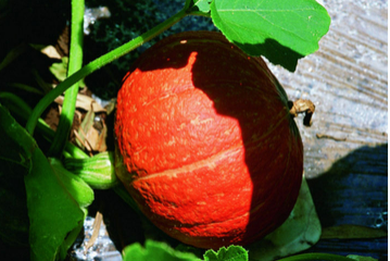养胃食品有哪些食物 十大最养胃的食物