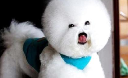 比熊犬智商排名第几 比熊犬智商排第45名