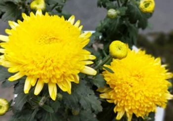 �ջ�����ʲô��˼ �ջ��Ļ�������Щ