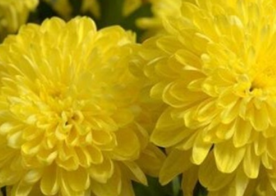 �ջ�����ʲô��˼ �ջ��Ļ�������Щ