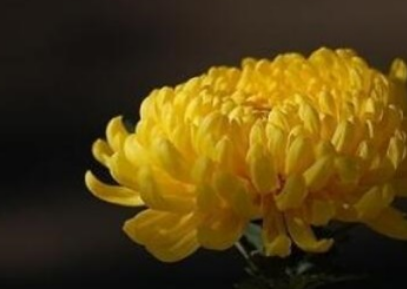 �ջ�����ʲô��˼ �ջ��Ļ�������Щ