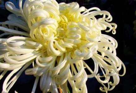 �ջ�����ʲô��˼ �ջ��Ļ�������Щ