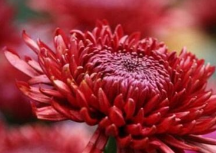 �ջ�����ʲô��˼ �ջ��Ļ�������Щ