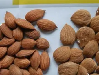 燀桃仁有什么功效与作用 主要是活血祛瘀,润肠通便