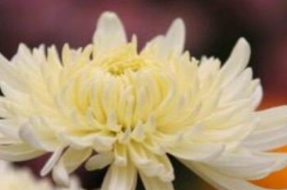 �ջ�����ʲô��˼ �ջ��Ļ�������Щ