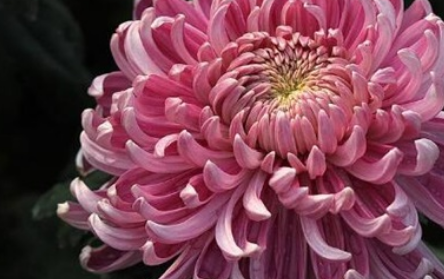 �ջ�����ʲô��˼ �ջ��Ļ�������Щ