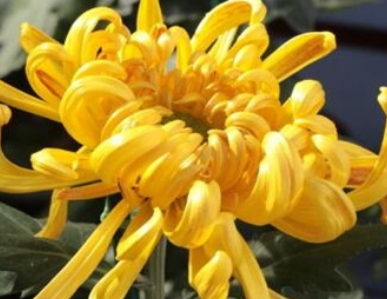 �ջ�����ʲô��˼ �ջ��Ļ�������Щ