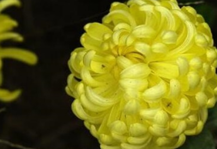 �ջ�����ʲô��˼ �ջ��Ļ�������Щ