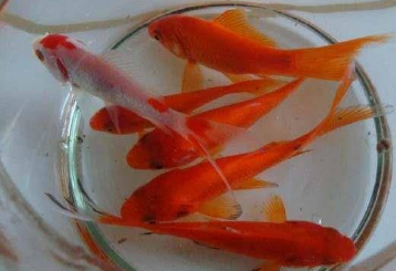 什么宠物适合女生养 最适合女人的动物有哪些