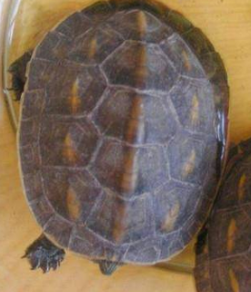 什么宠物适合女生养 最适合女人的动物有哪些