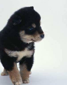 什么宠物适合女生养 最适合女人的动物有哪些