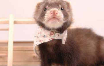 什么宠物适合女生养 最适合女人的动物有哪些