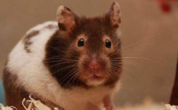 什么宠物适合女生养 最适合女人的动物有哪些