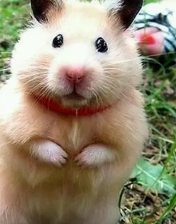 什么宠物适合女生养 最适合女人的动物有哪些