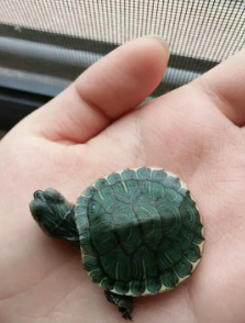 什么宠物适合女生养 最适合女人的动物有哪些