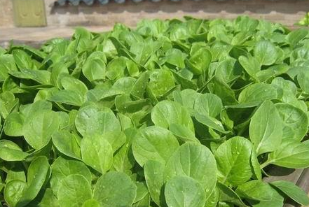 ������̨�ֲ�С���� ¶̨�ֲ˵�ע������