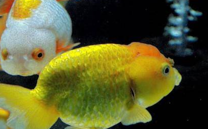 �����вƵ�Ԣ�� ��ʲô����۲�