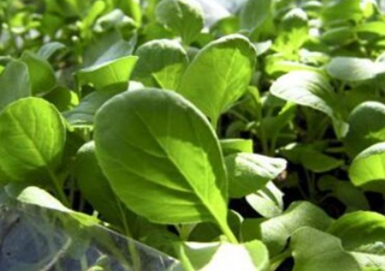 ������̨�ֲ�С���� ¶̨�ֲ˵�ע������