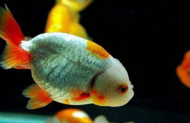 �����вƵ�Ԣ�� ��ʲô����۲�