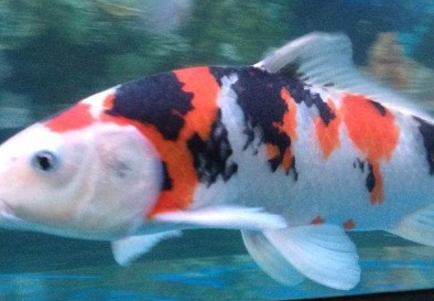 �����вƵ�Ԣ�� ��ʲô����۲�