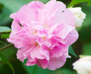 ܽ�ػ���Ʒ��ͼƬ��ȫ ܽ�ػ����༰����