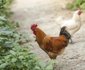 �ͼ��йصĳ��Ｊ�黰 ���м��ֵ�ף����