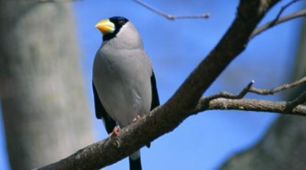 ��ʺ��������ʲôԤ���� ��ʺ��������ô��