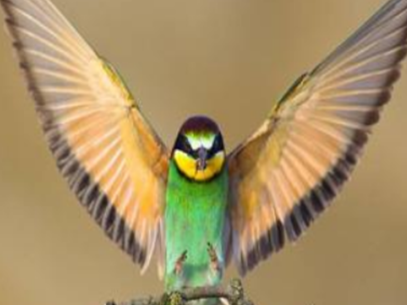 ��ʺ��������ʲôԤ���� ��ʺ��������ô��