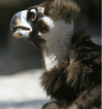 ͺ��Ϊʲôͺͷ ר��ʳ���ö���