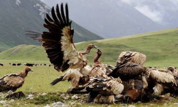 ͺ��Ϊʲôͺͷ ר��ʳ���ö���