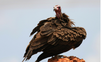 ͺ��Ϊʲôͺͷ ר��ʳ���ö���