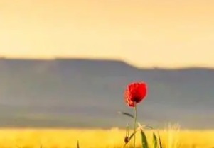 ֪������˼��ʲô ���Ʒ�֪��������˼