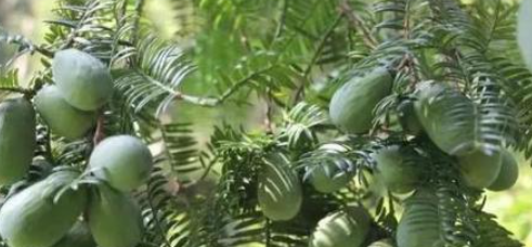 你了解血榧吗 估计很少人听过说血榧